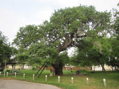 Zachary Taylor Oak _ Famous tree of Texas